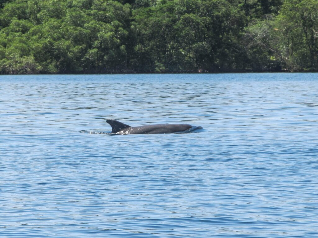 Bahia de los Dolfines