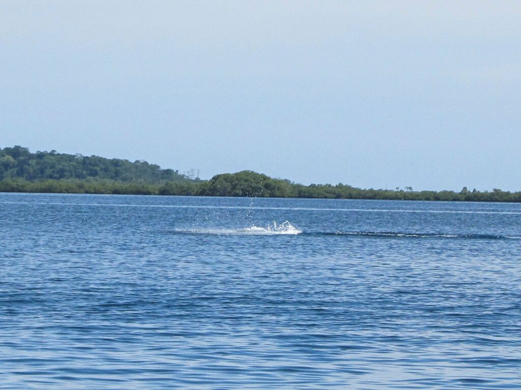 Bocas del Toro