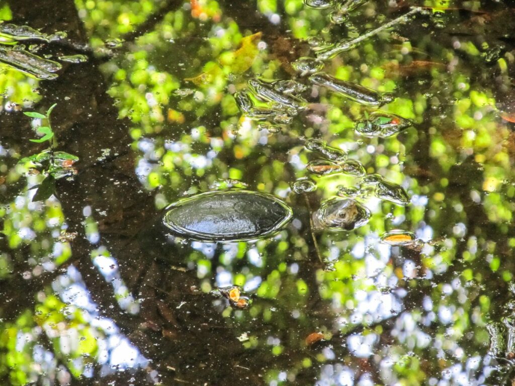 Cayo Zapatilla 2: petite tortue