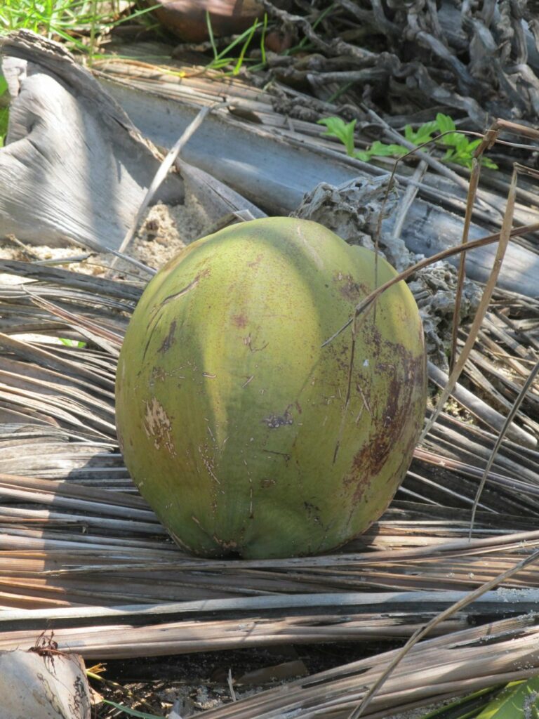 Bocas del Toro