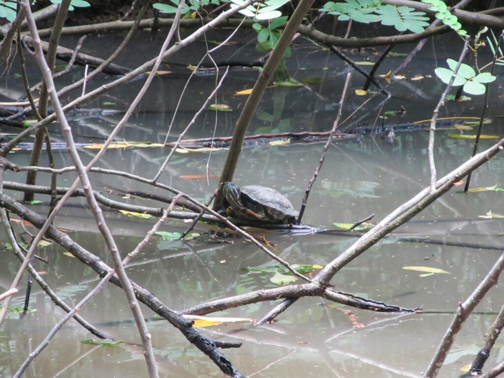 Panama City: Parque Natural Metropolitano