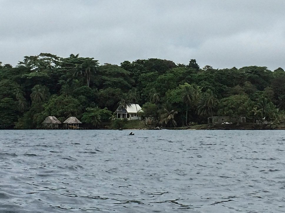 Bocas del Toro: une maman dauphin et son bébé !
