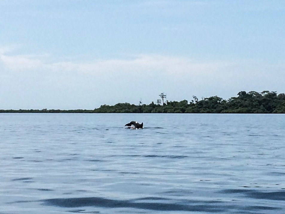 Bahia de los Dolfines