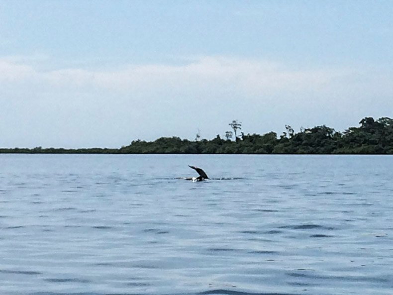 Bahia de los Dolfines