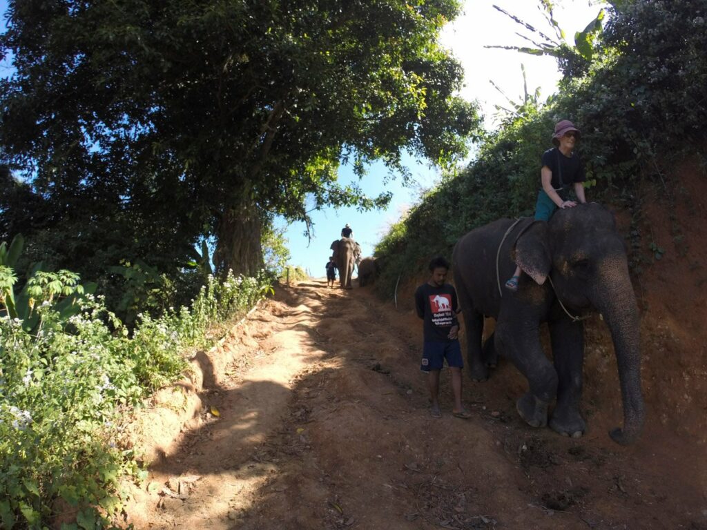 Mae Teng: Woody Elephant Training