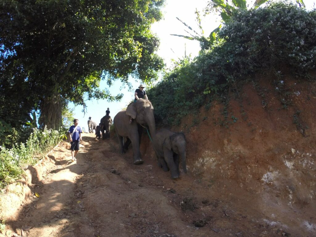 Mae Teng: Woody Elephant Training