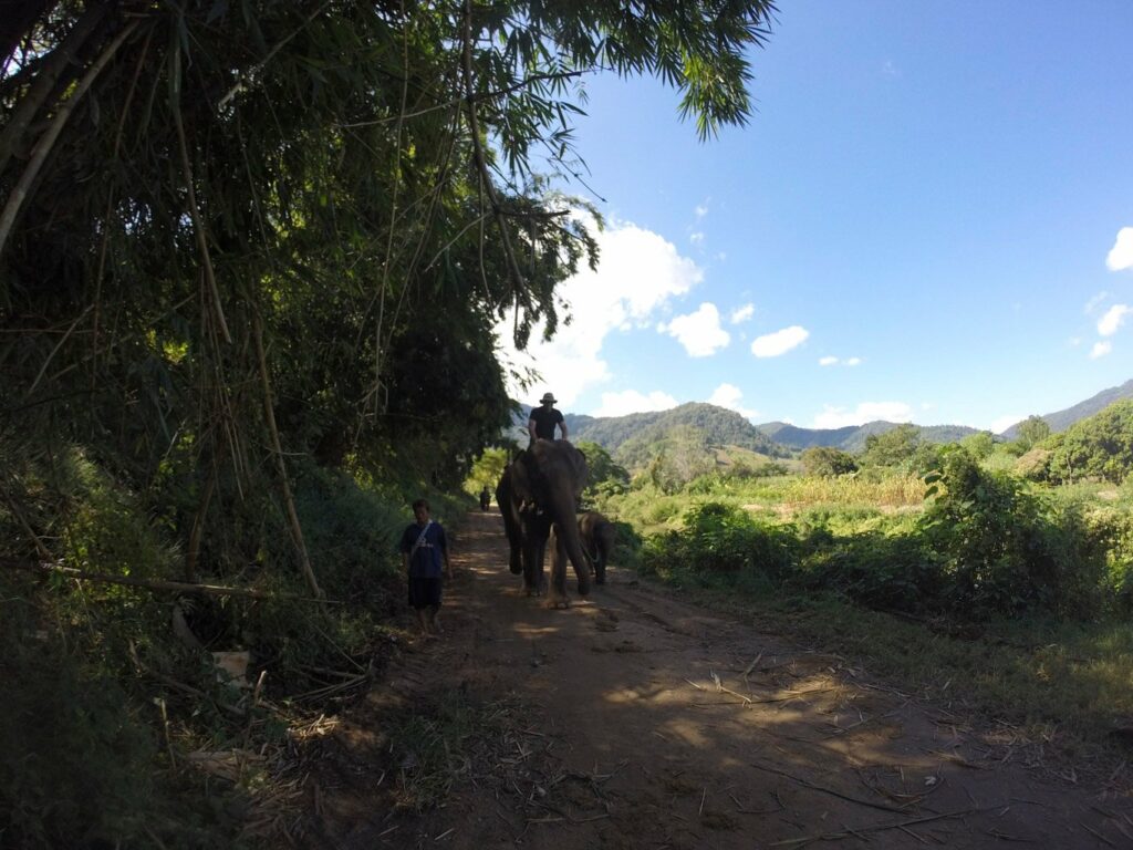 Mae Teng: Woody Elephant Training