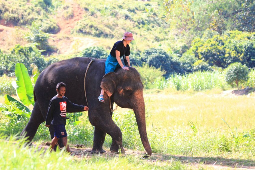 Mae Teng: Woody Elephant Training