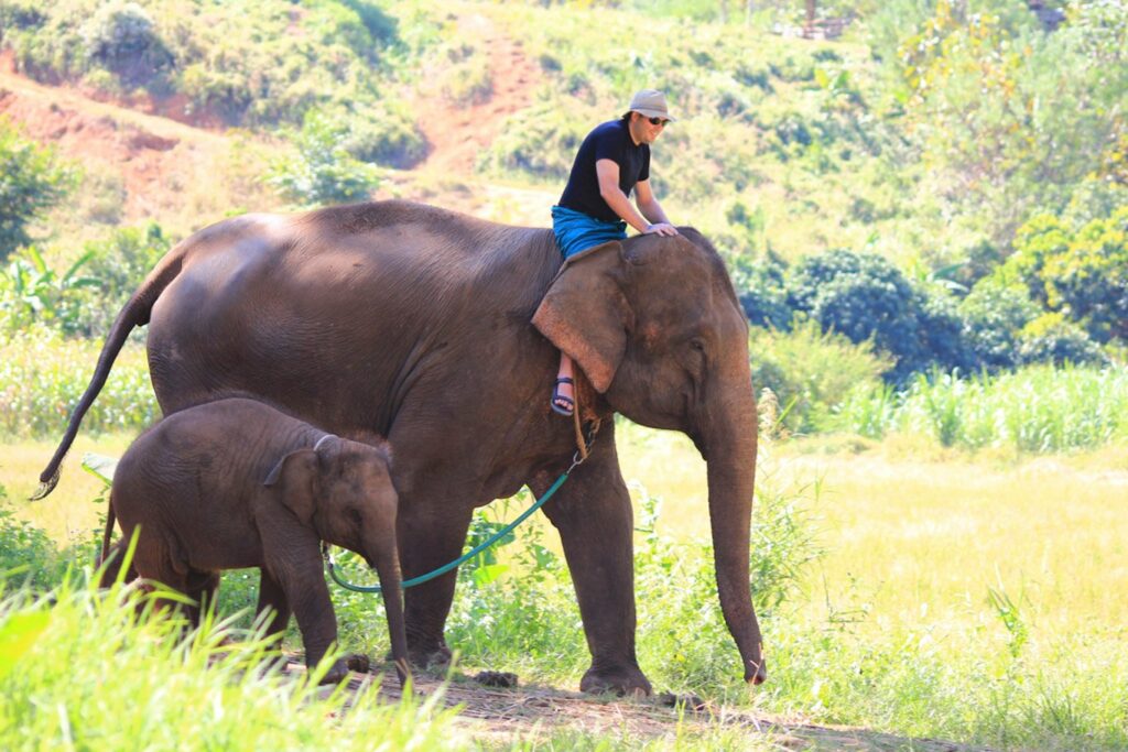 Mae Teng: Woody Elephant Training