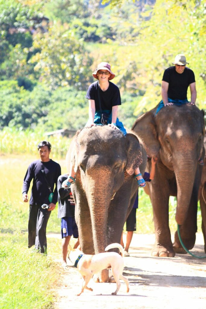 Mae Teng: Woody Elephant Training