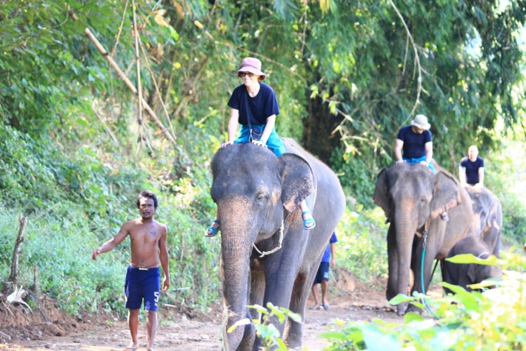 Mae Teng: Woody Elephant Training