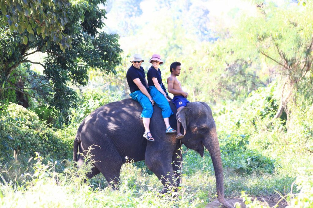 Mae Teng: Woody Elephant Training