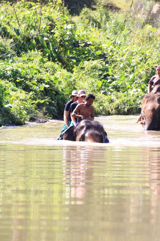 Mae Teng: Woody Elephant Training