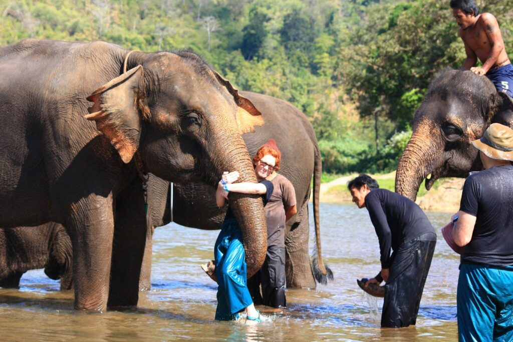 Mae Teng: Woody Elephant Training