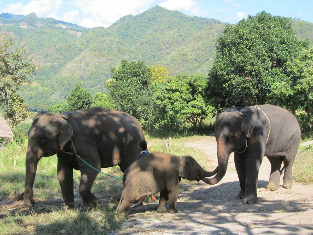 Mae Teng: Woody Elephant Training