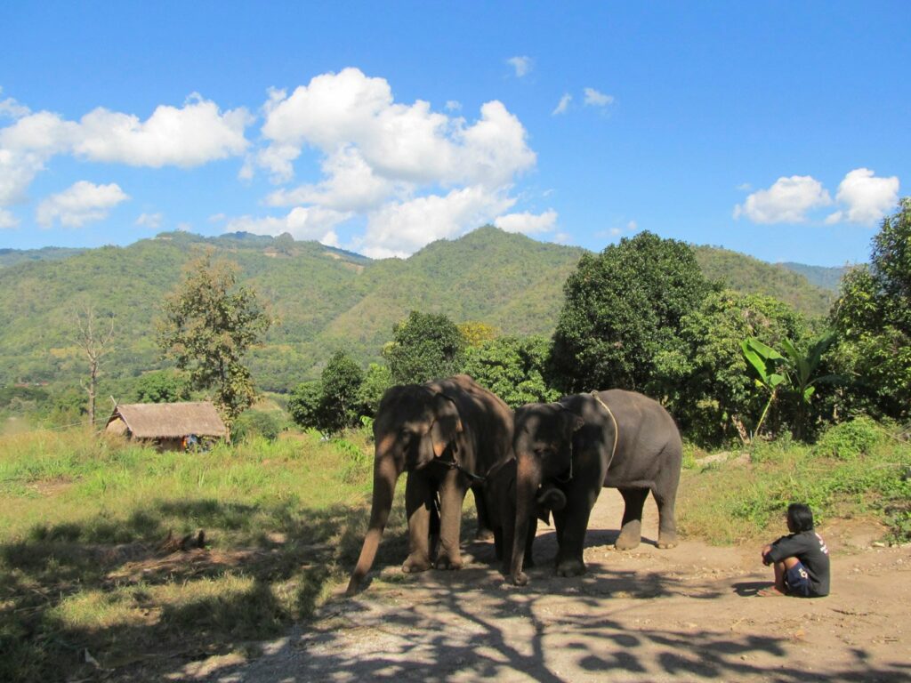 Mae Teng: Woody Elephant Training