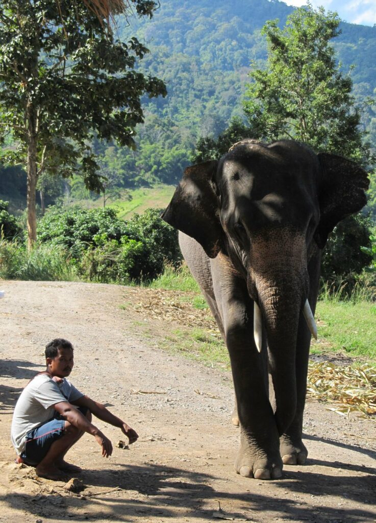 Mae Teng: Woody Elephant Training