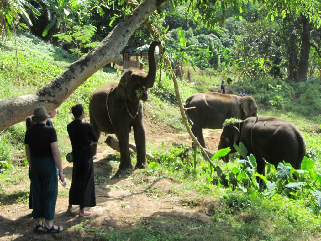 Mae Teng: Woody Elephant Training
