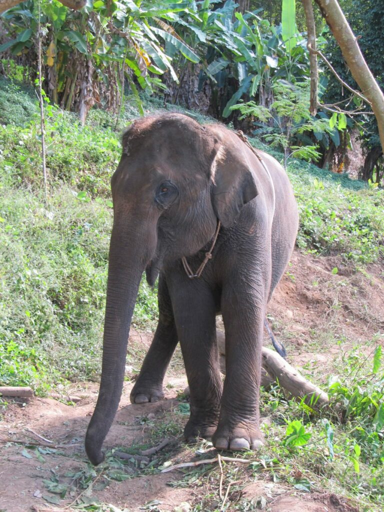 Mae Teng: Woody Elephant Training