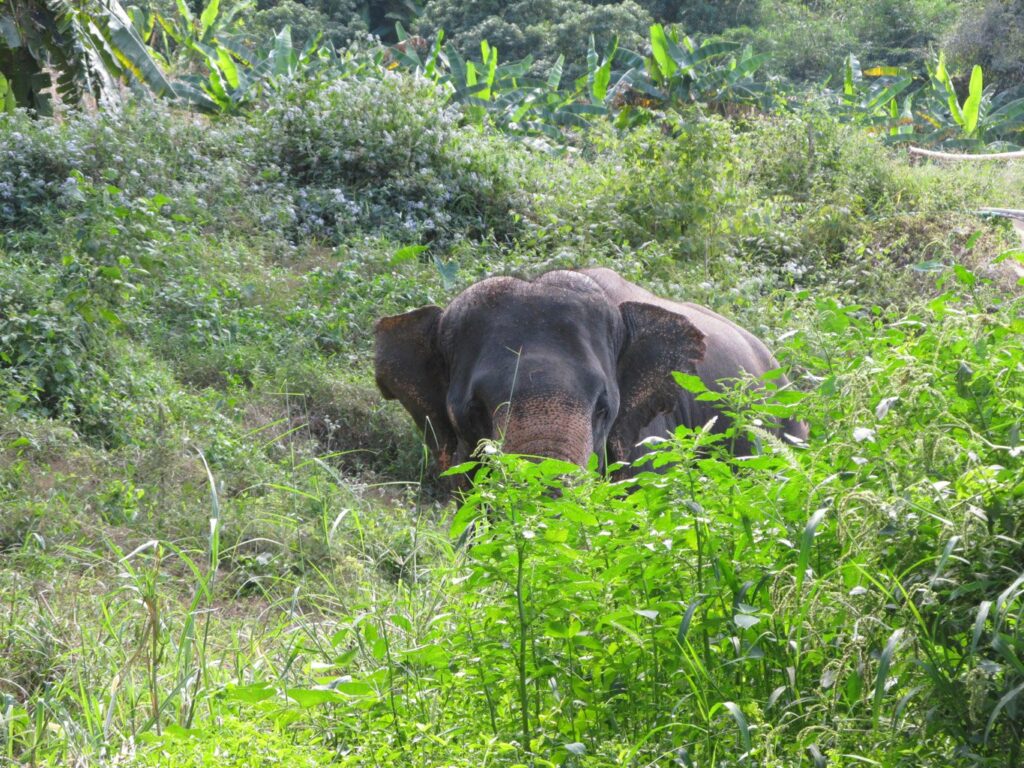 Mae Teng: Woody Elephant Training
