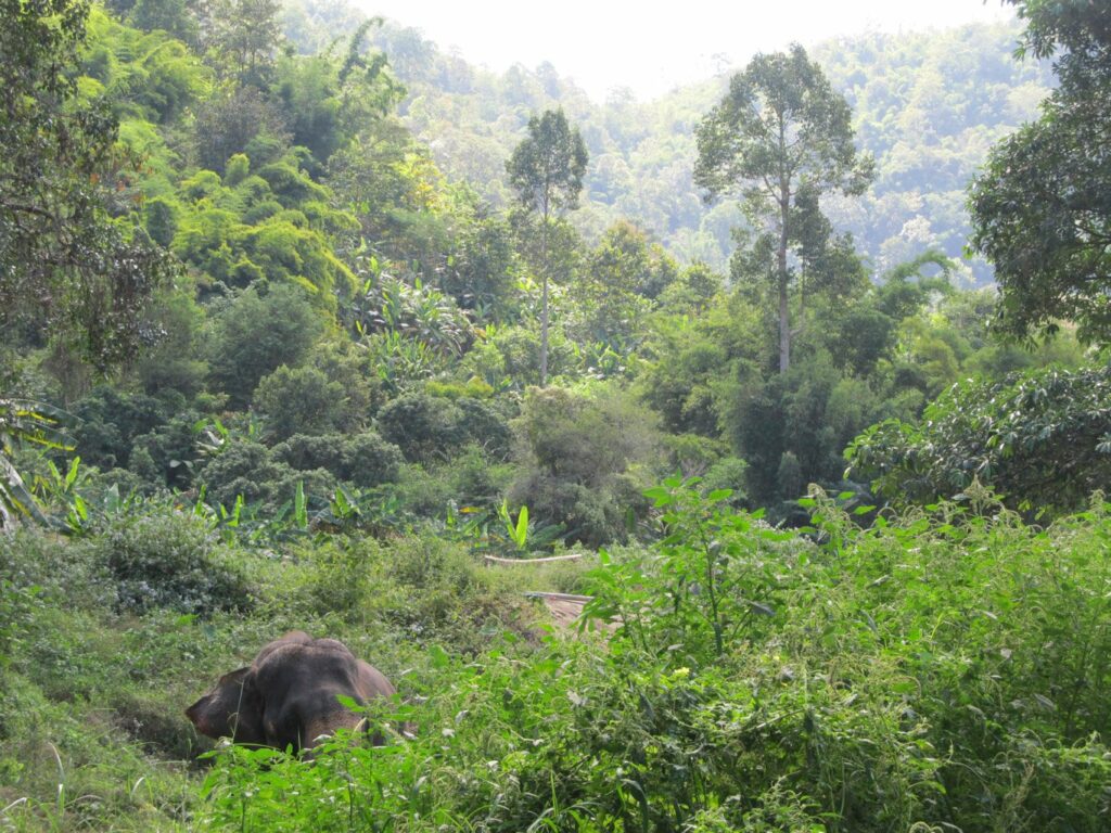 Mae Teng: Woody Elephant Training
