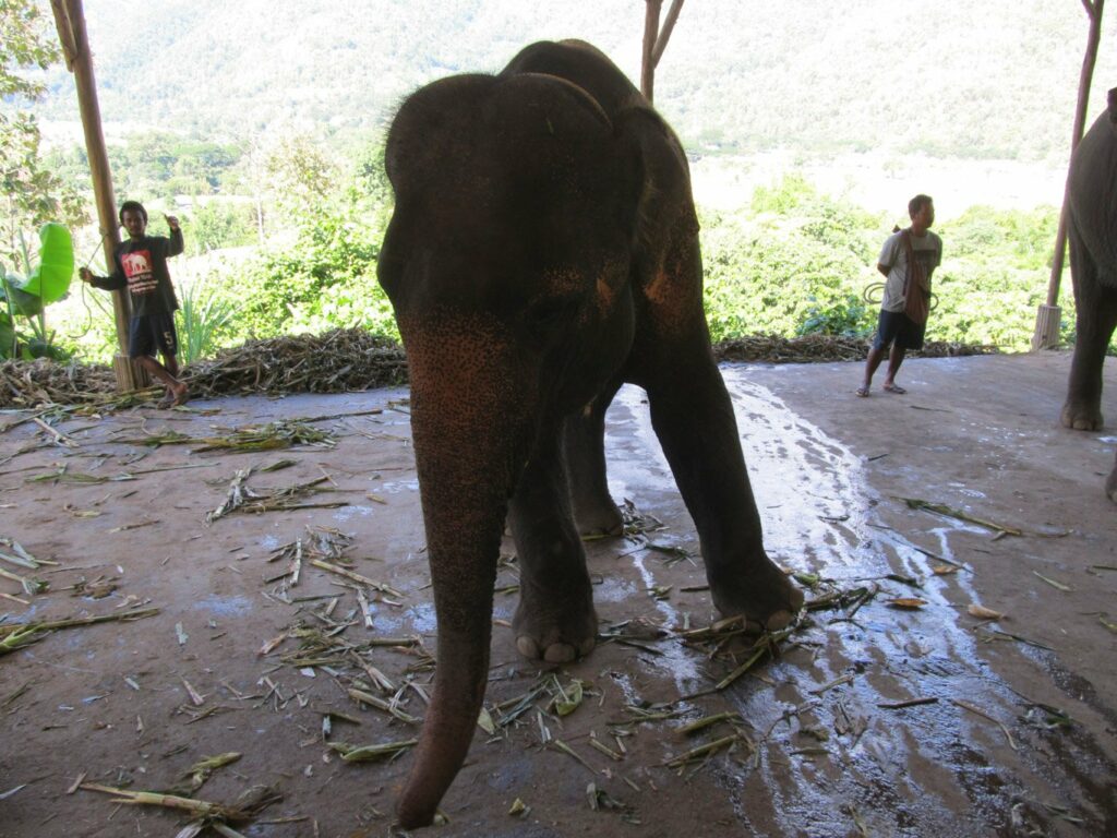 Mae Teng: Woody Elephant Training