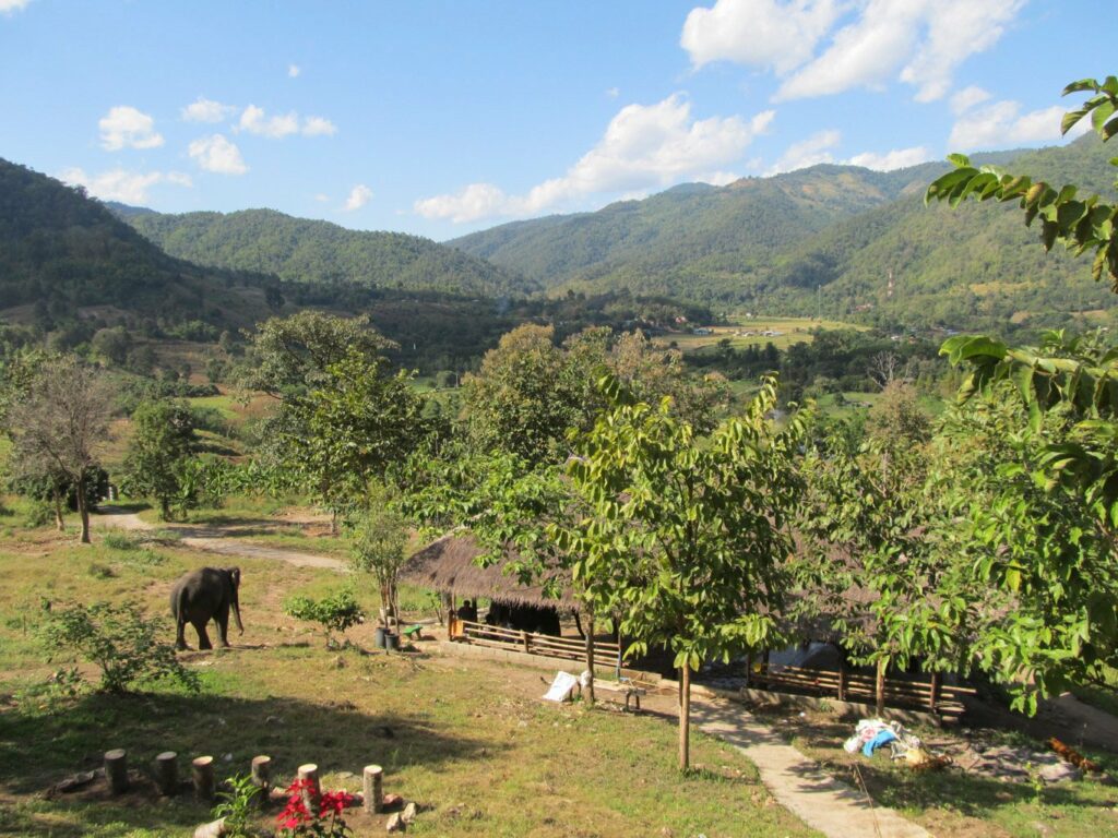 Mae Teng: Woody Elephant Training