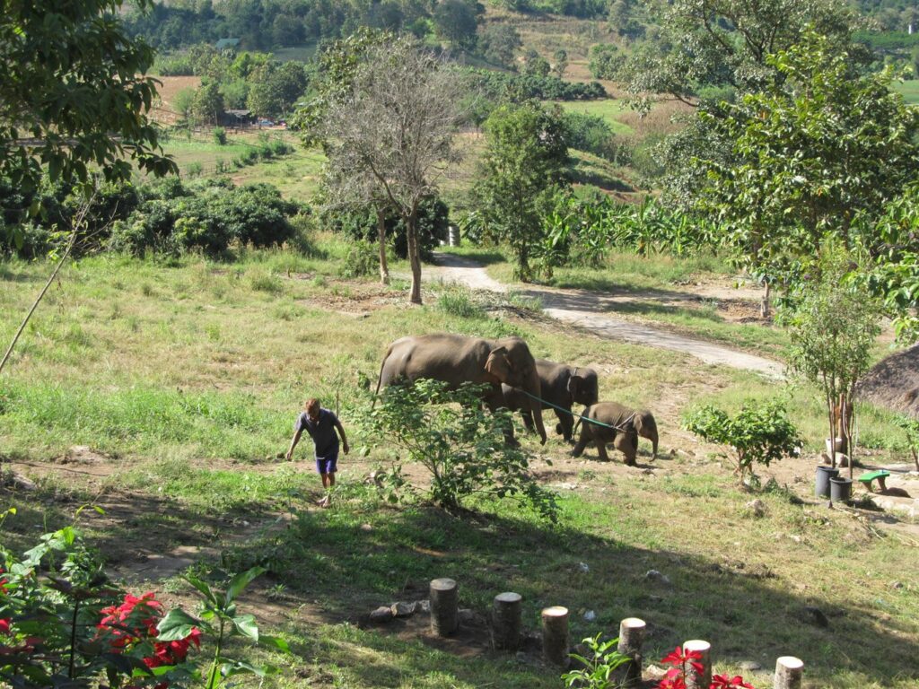 Mae Teng: Woody Elephant Training