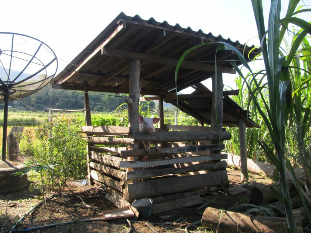 Mae Teng: allons couper des tiges de cannes à sucre dans le village pour les éléphants! Un certain cochon a l'air fort intéressé par notre prise.