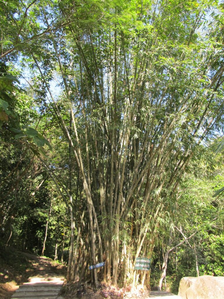 Chiang Rai: les chutes de Huai Mae Sai