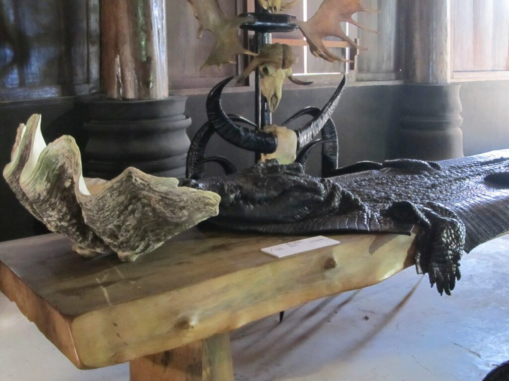 Chiang Rai: peau de crocodile